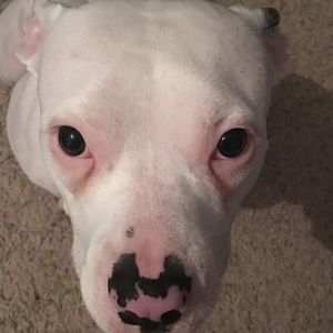 Meet your Posher, Layne